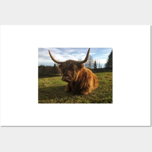 Scottish Highland Cattle Cow 2147 Posters and Art